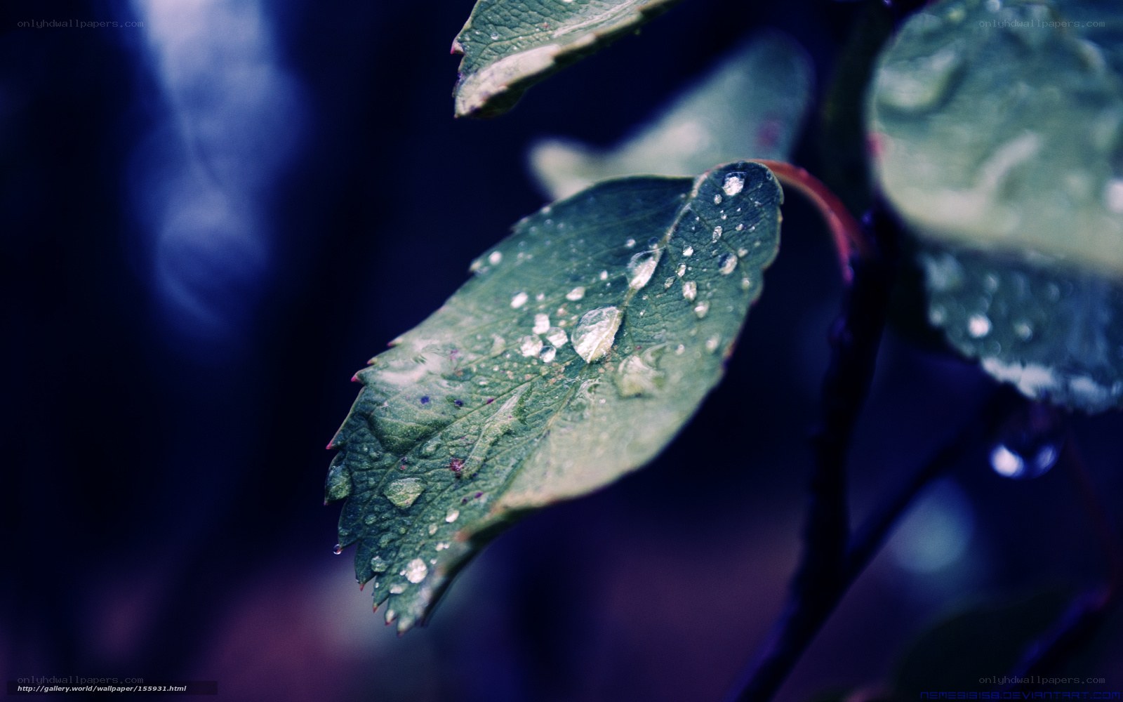 Raindrops on a green leaf