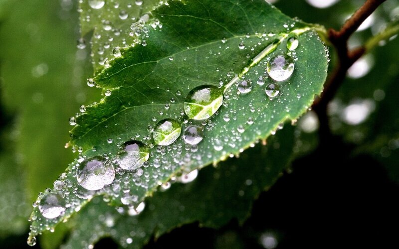 raindrops on a green leaf