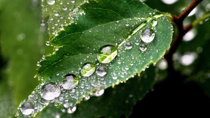 Raindrops on a green leaf