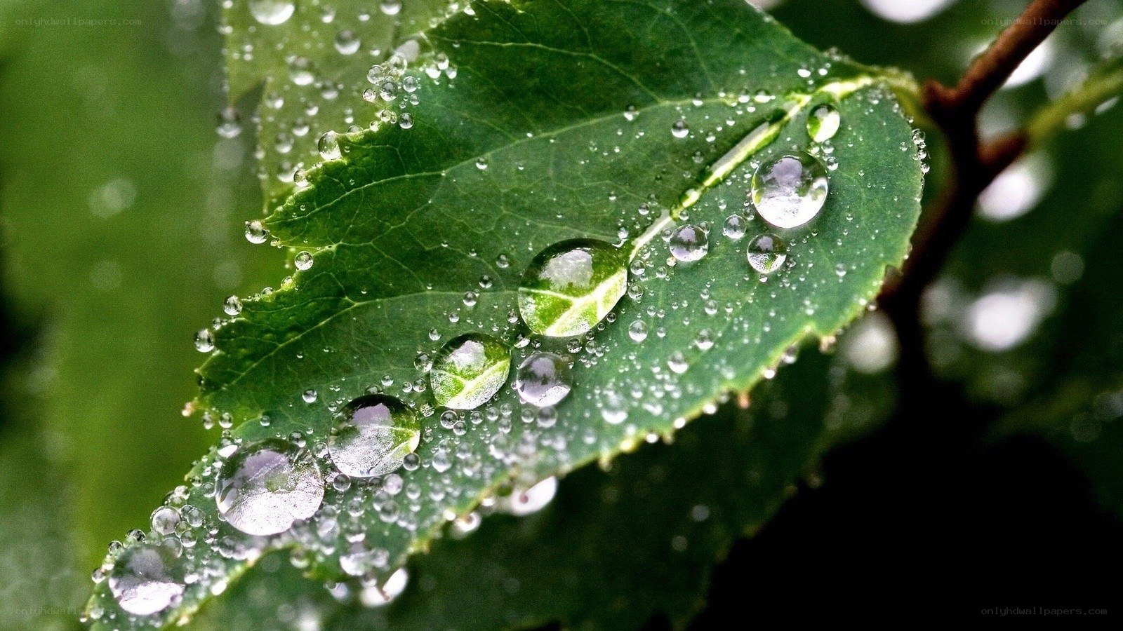Raindrops on a green leaf