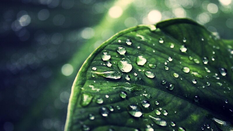 raindrops on a green leaf
