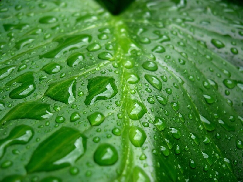 raindrops on a green leaf