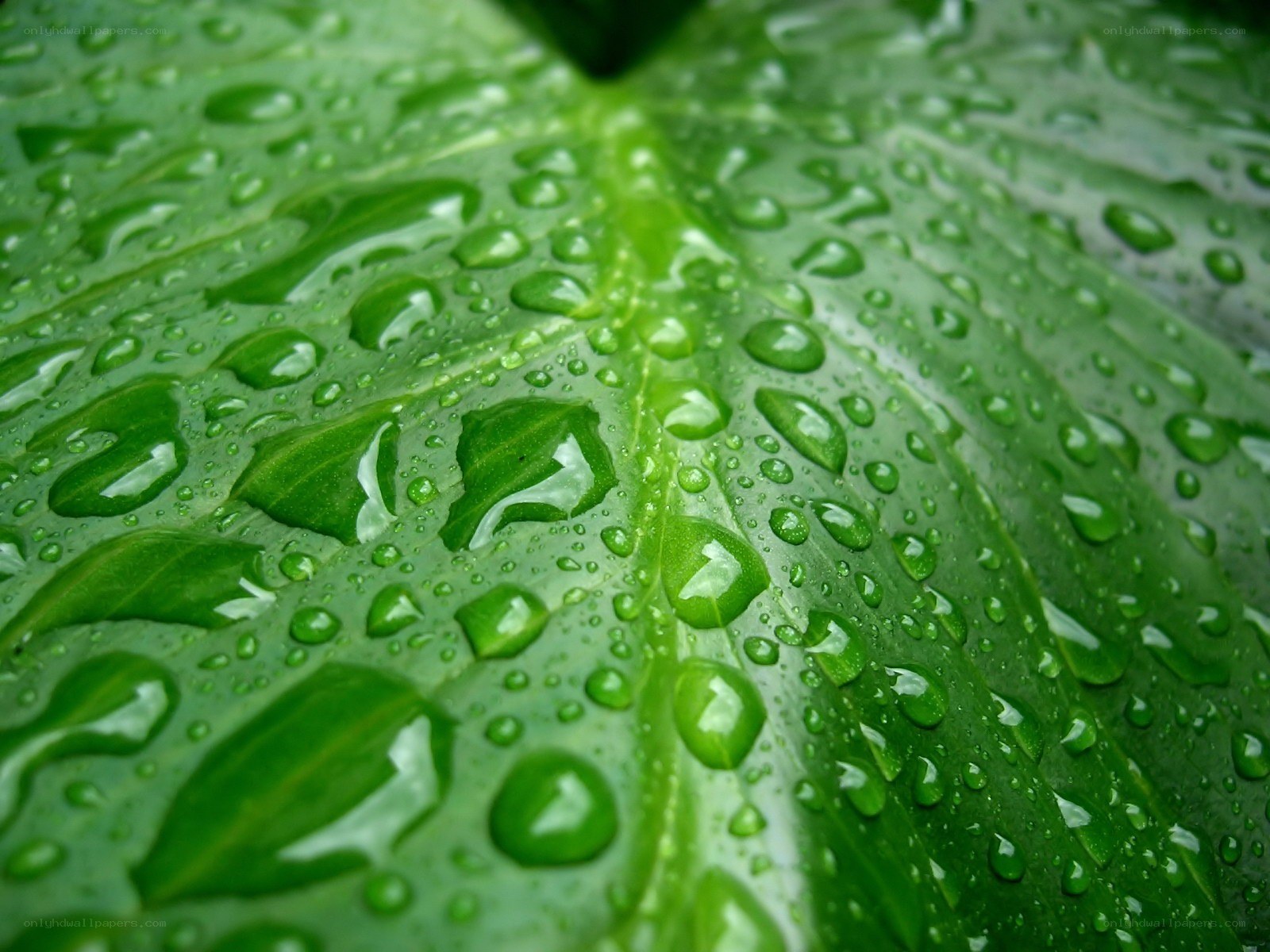 raindrops on a green leaf