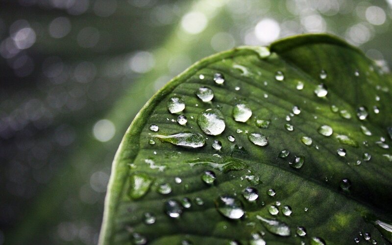 Raindrops on a green leaf