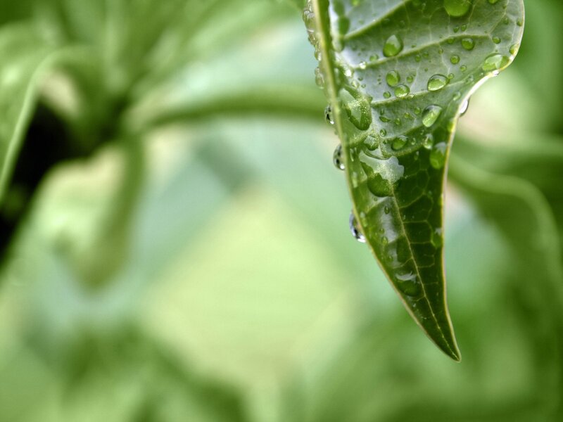 Raindrops on a green leaf