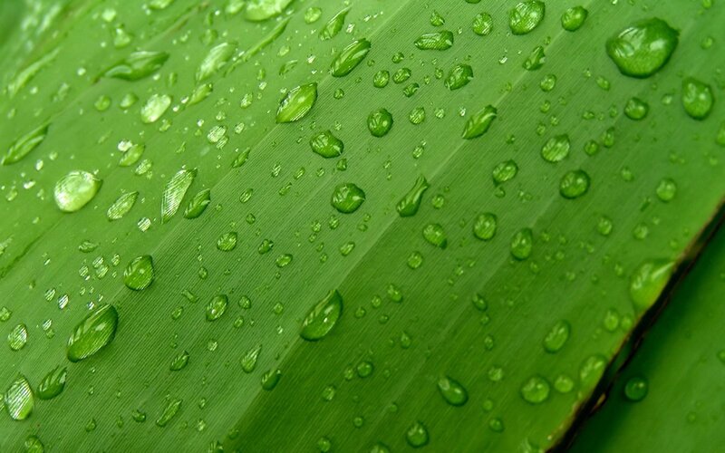 raindrops on a green leaf