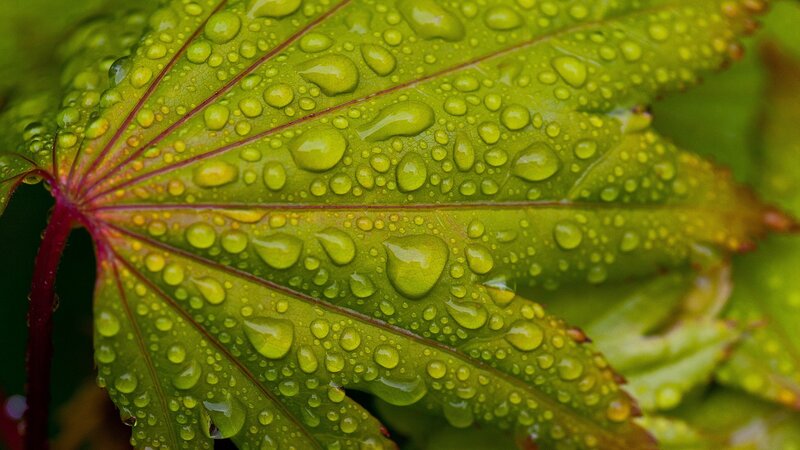 Raindrops on a green leaf