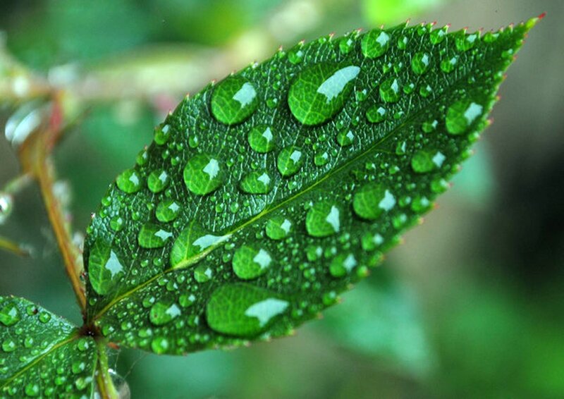 Raindrops on a green leaf