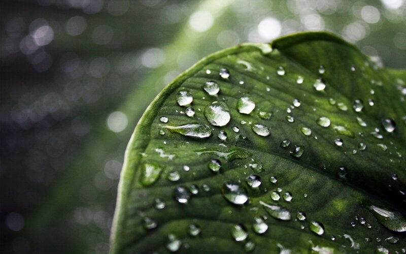 raindrops on a green leaf