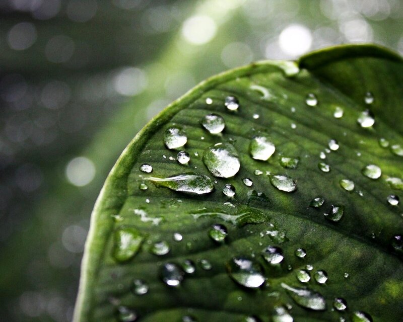 Raindrops on a green leaf