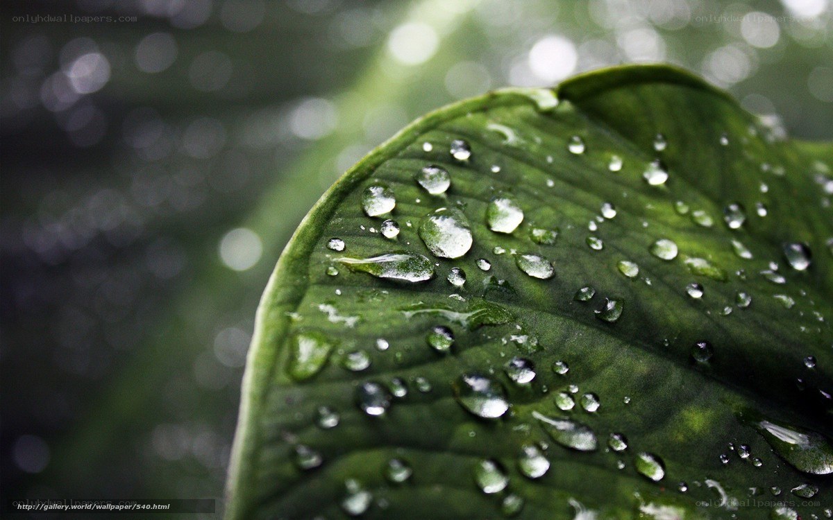 Raindrops on a green leaf