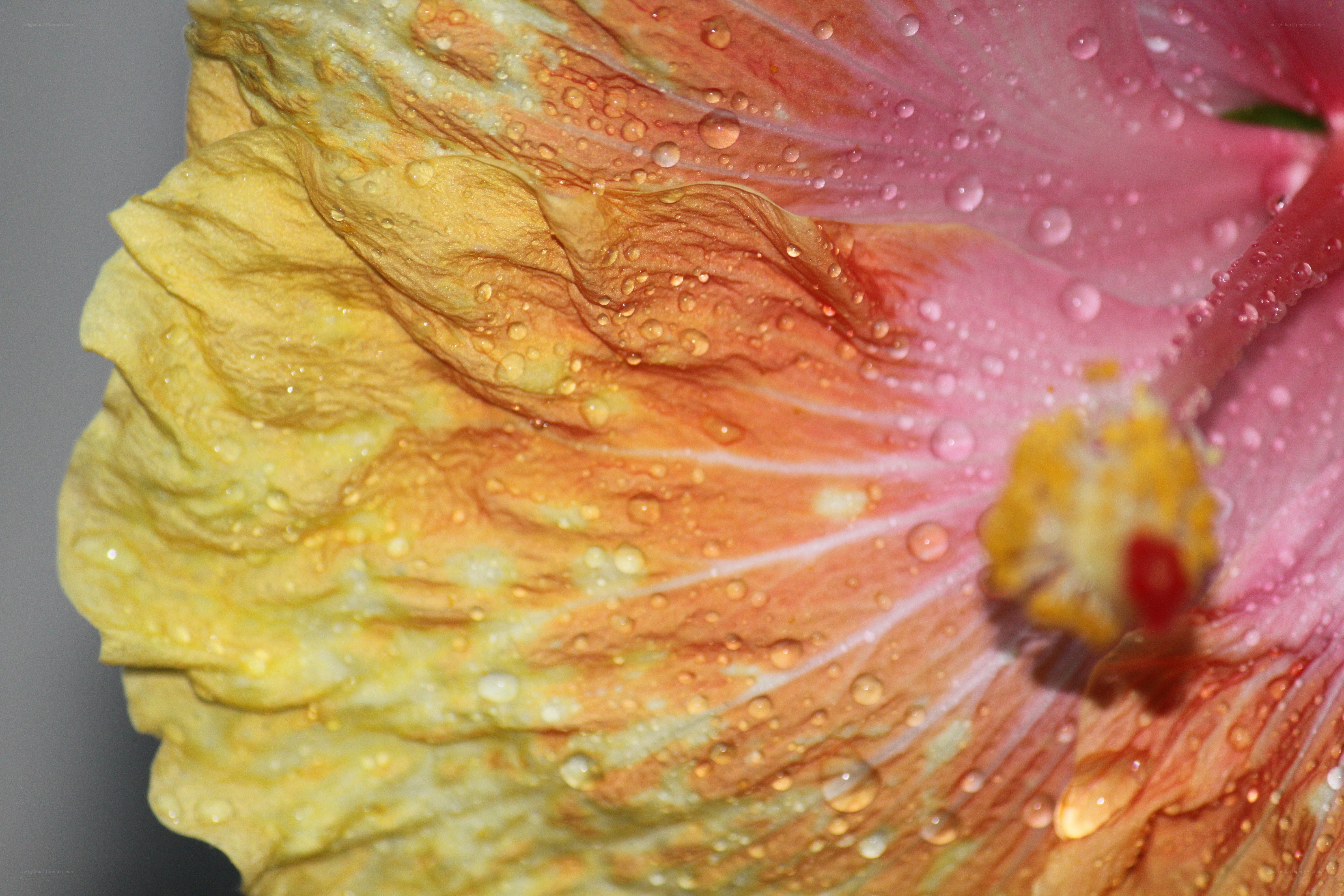 Raindrops on a hibiscus flower