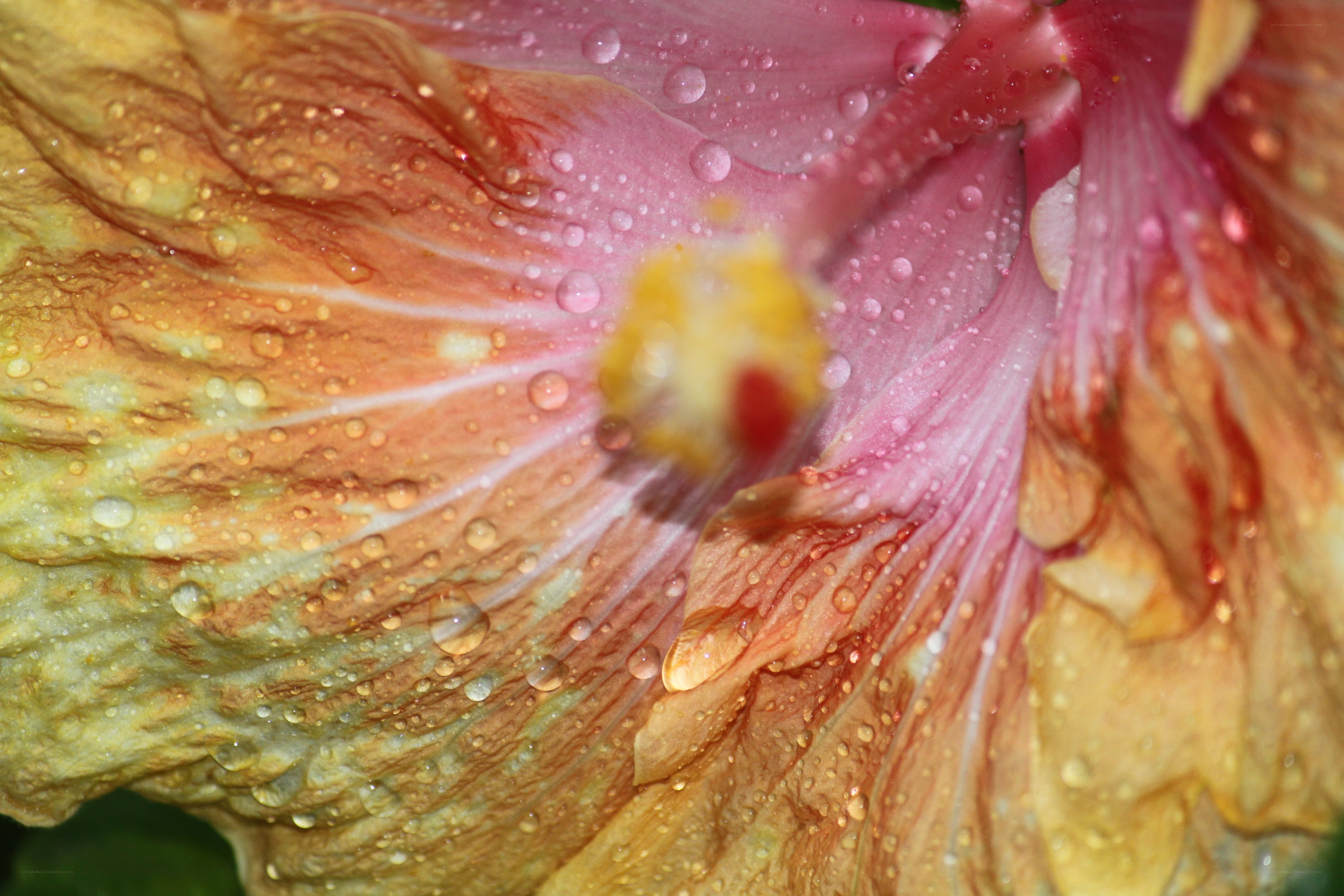 Raindrops on a hibiscus flower