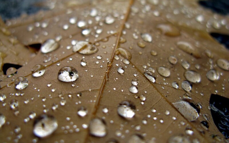 Raindrops on a leaf