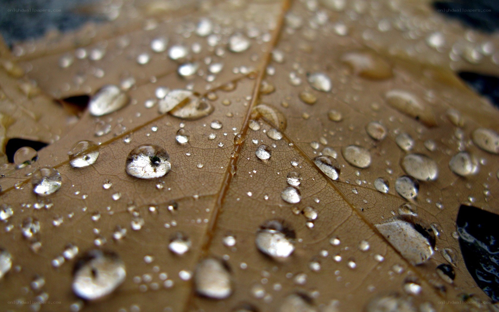 Raindrops on a leaf