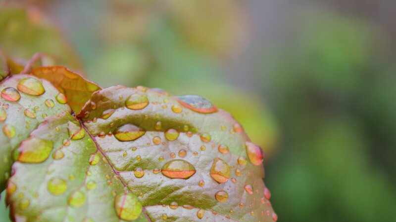 Raindrops on a leaf
