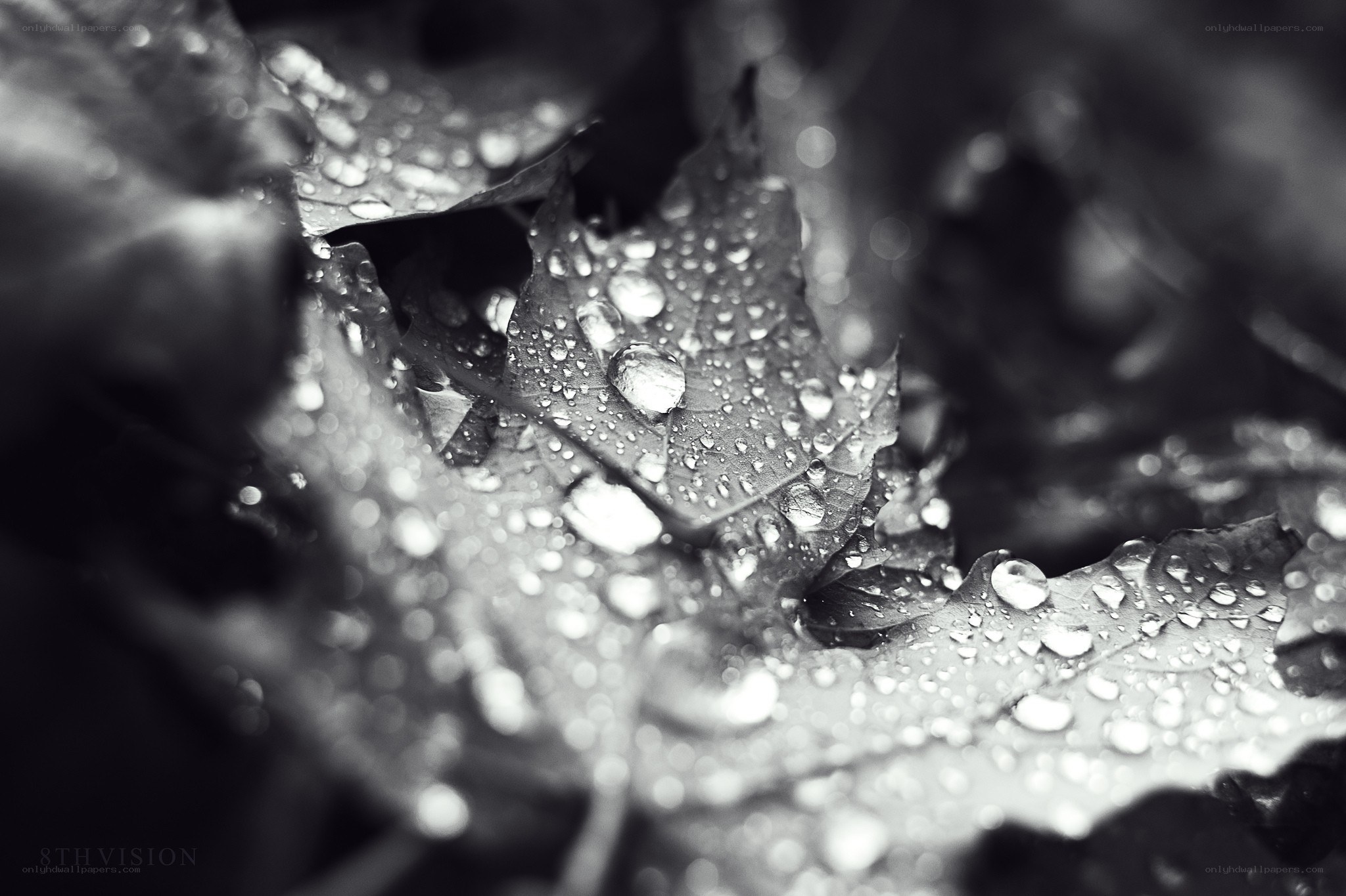 Raindrops on a leaf
