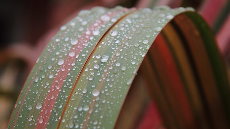Raindrops on a leaf