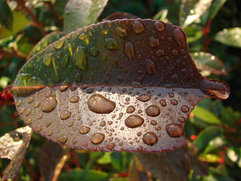 Raindrops on a leaf