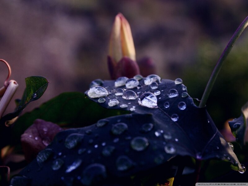 Raindrops on a Leaf — Black