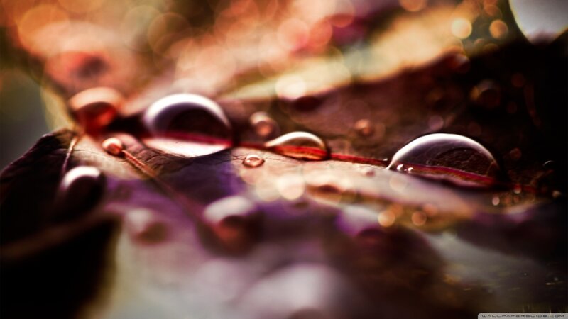 Raindrops on a Leaf — Brown, Dramatic