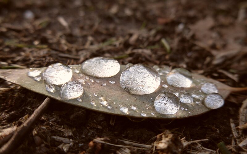 Raindrops on a Leaf — Brown