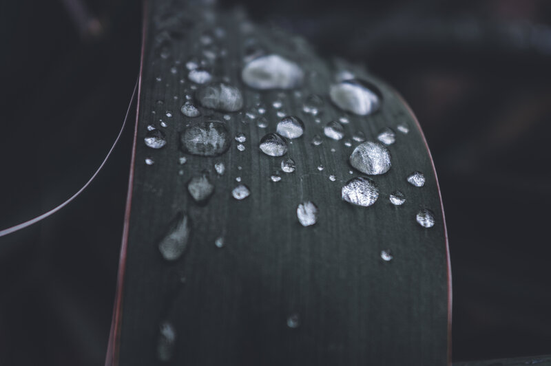 Raindrops on a Leaf — Green, Calm, Photograph