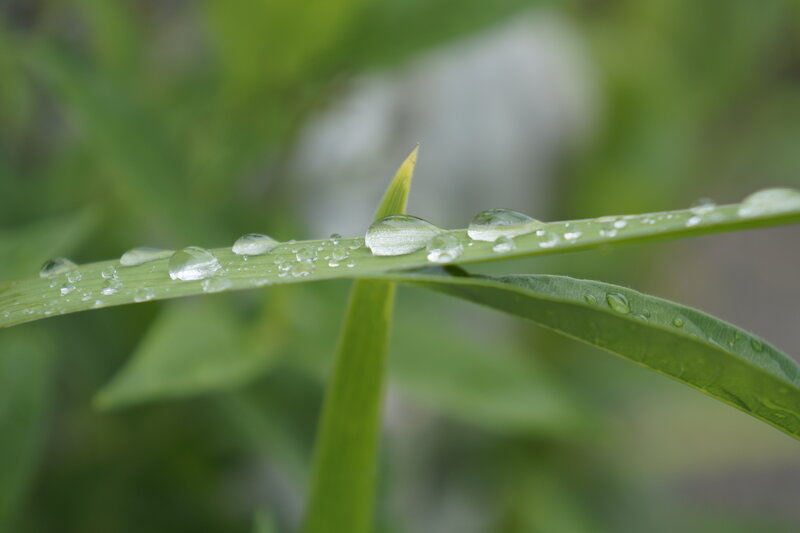 Raindrops on a Leaf — Green, Calm