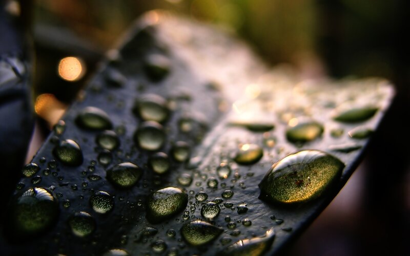 Raindrops on a Leaf — Green, Serene
