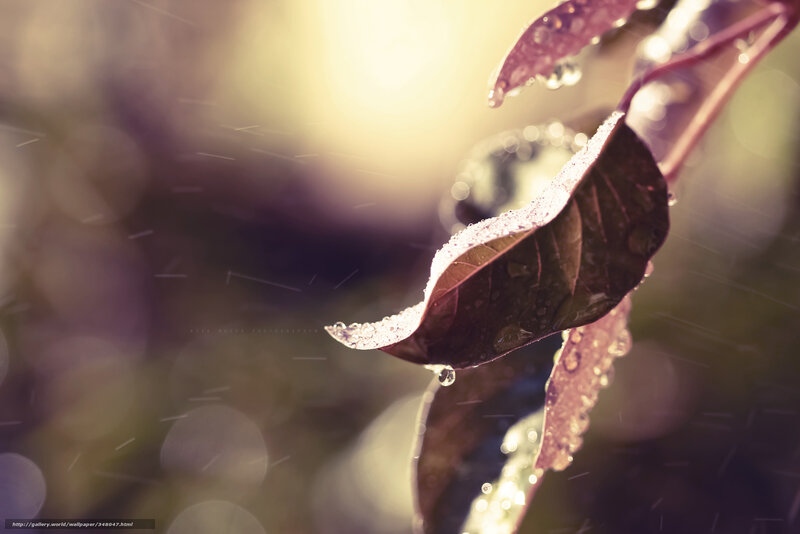 Raindrops on a leaf in sunlight