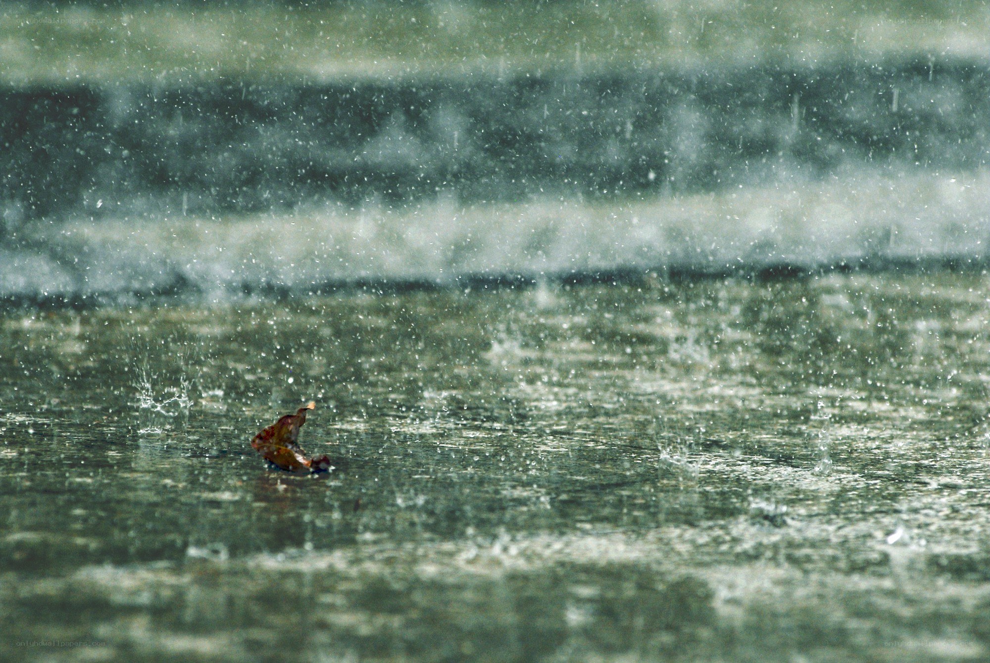 Raindrops on a leaf in water