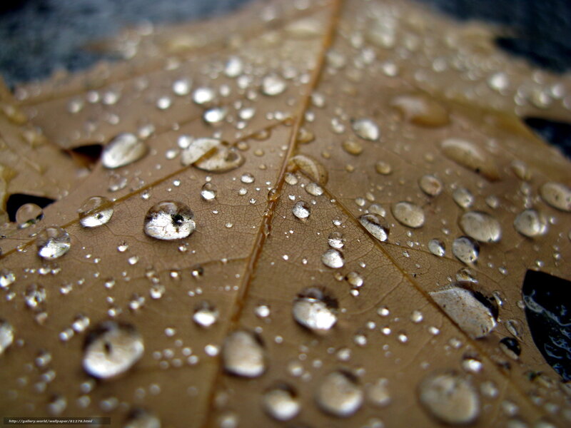 Raindrops on a leaf