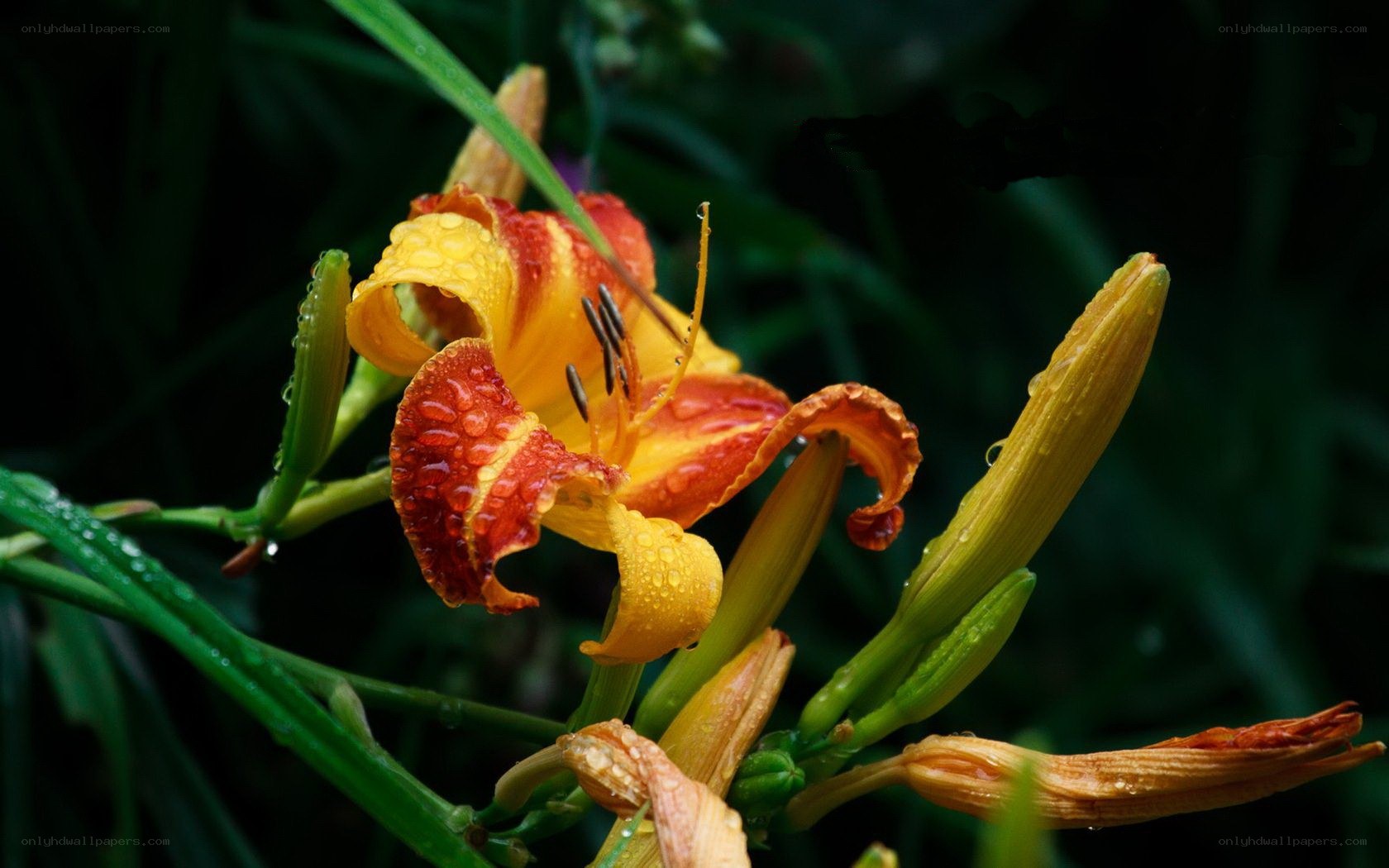 Raindrops on a lily flower