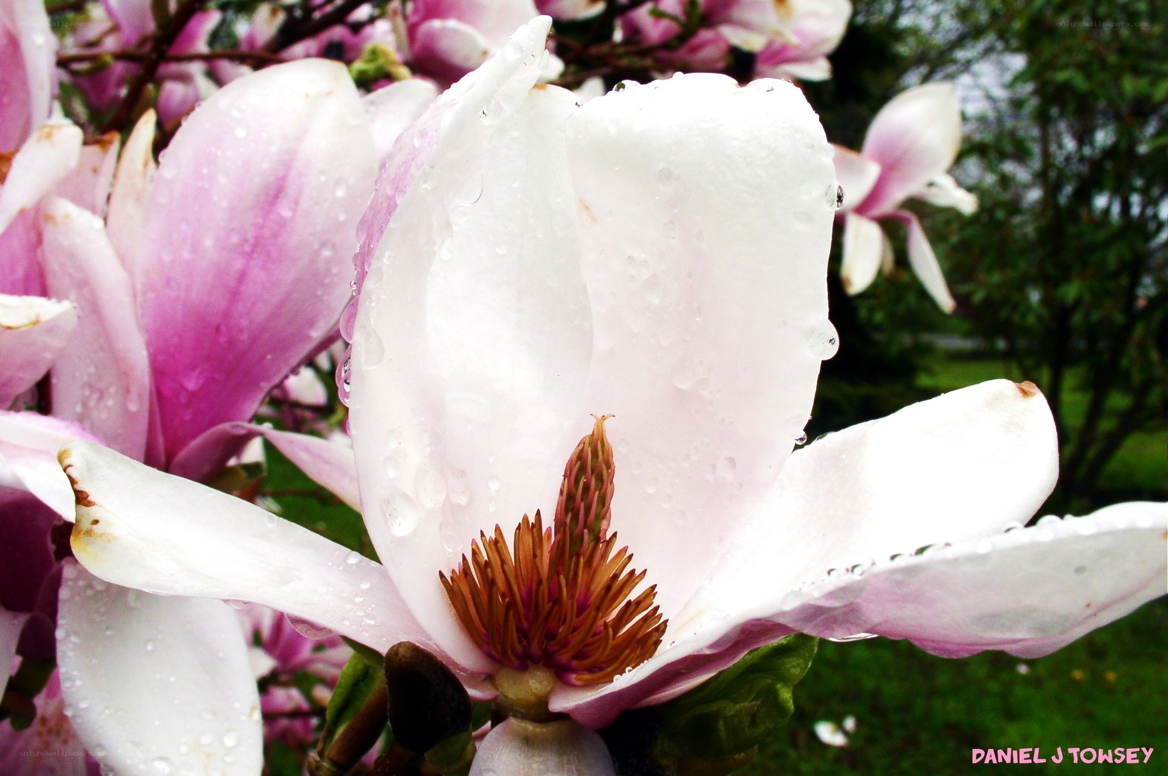 Raindrops on a magnolia flower