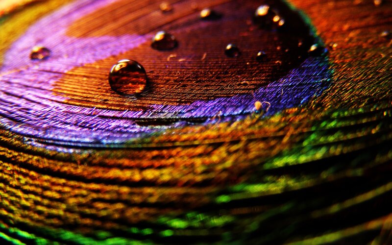 raindrops on a peacock feather
