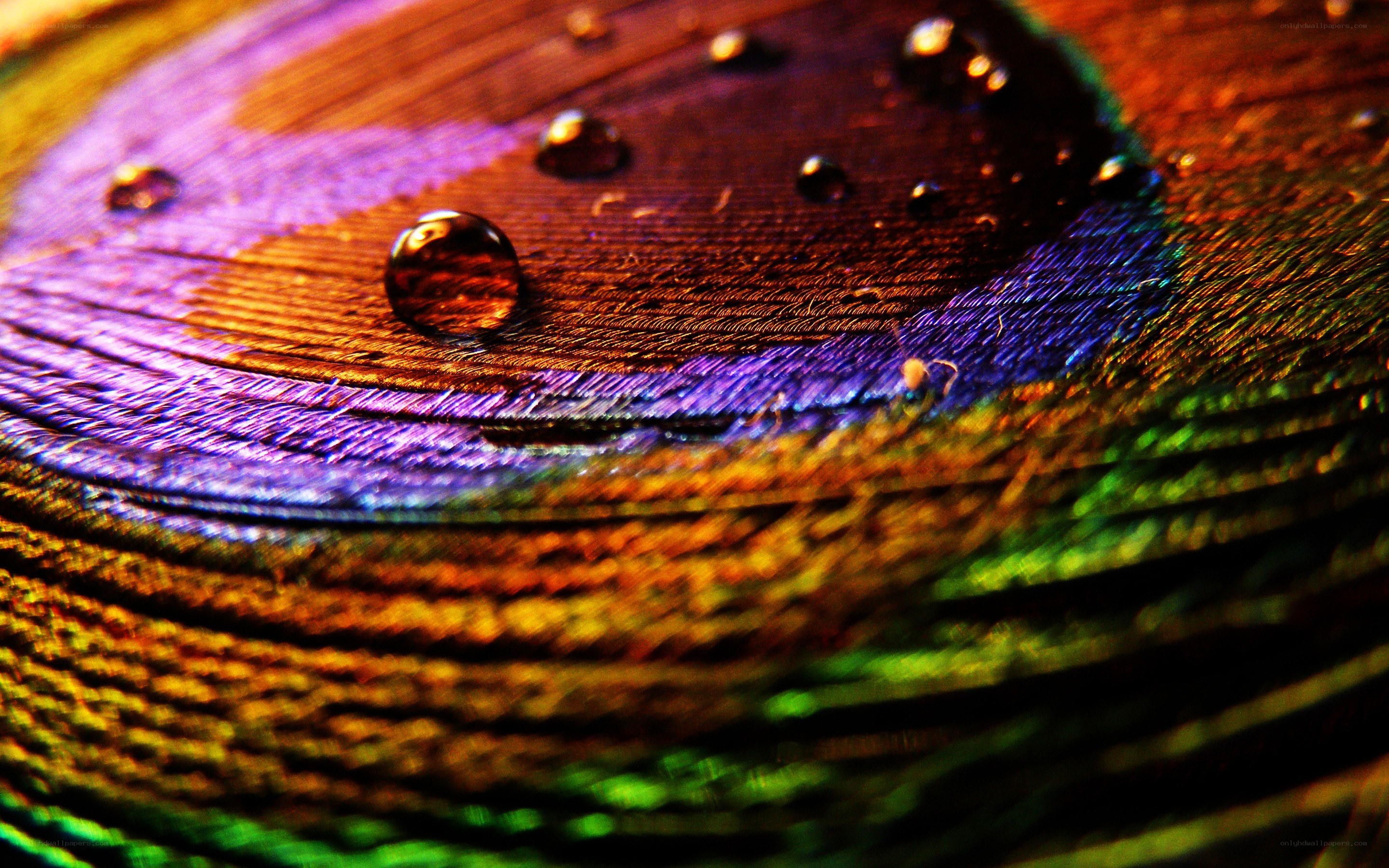 raindrops on a peacock feather