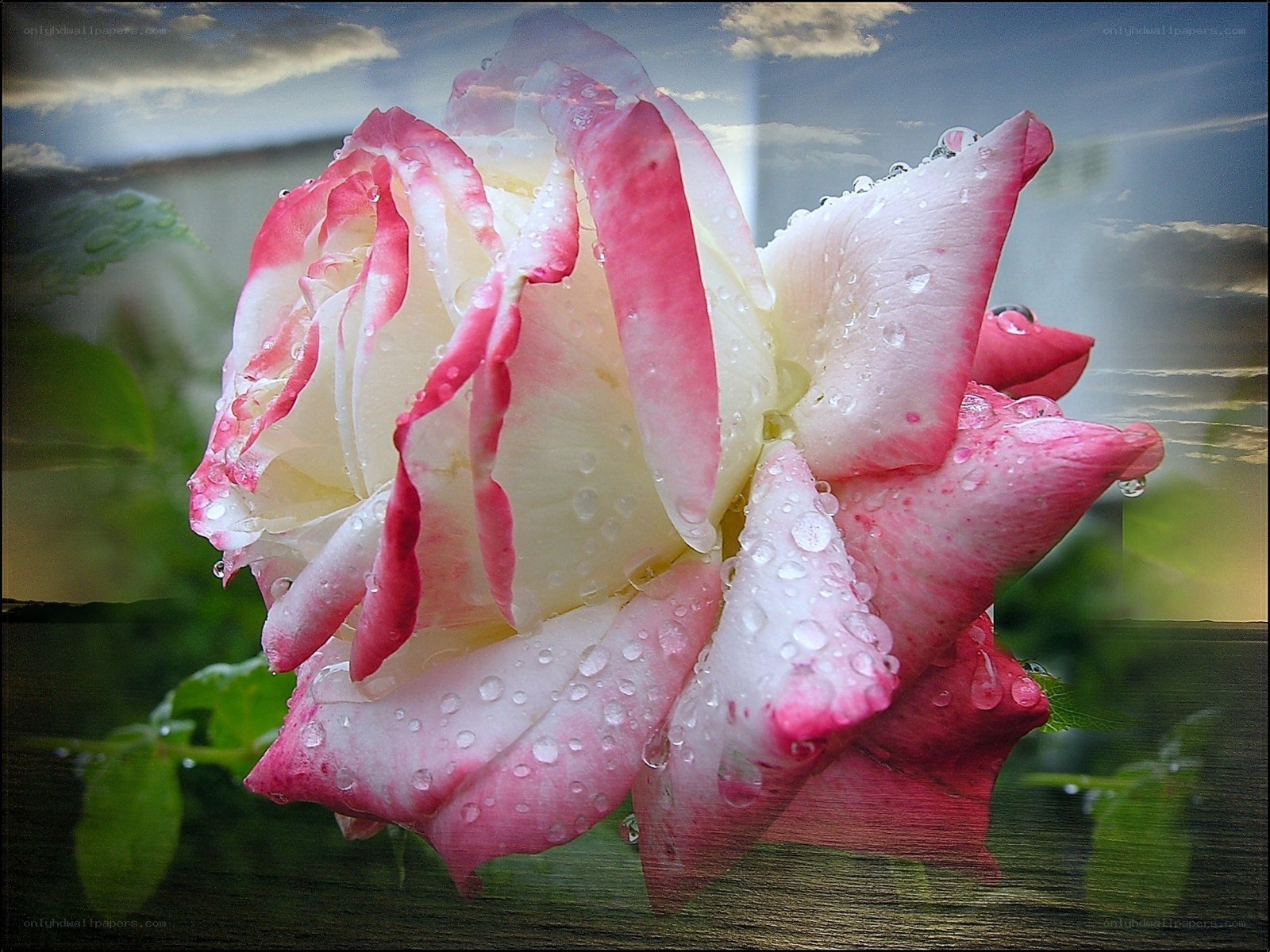 Raindrops on a pink and white rose