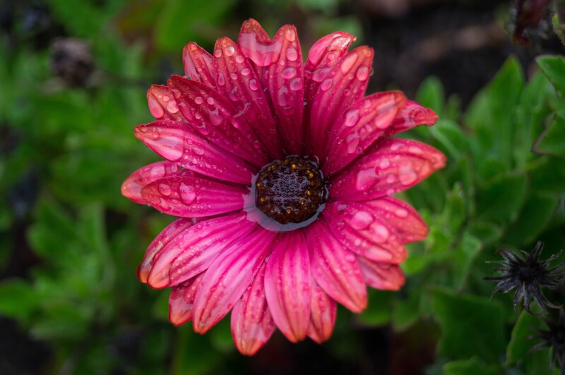 Raindrops on a pink daisy
