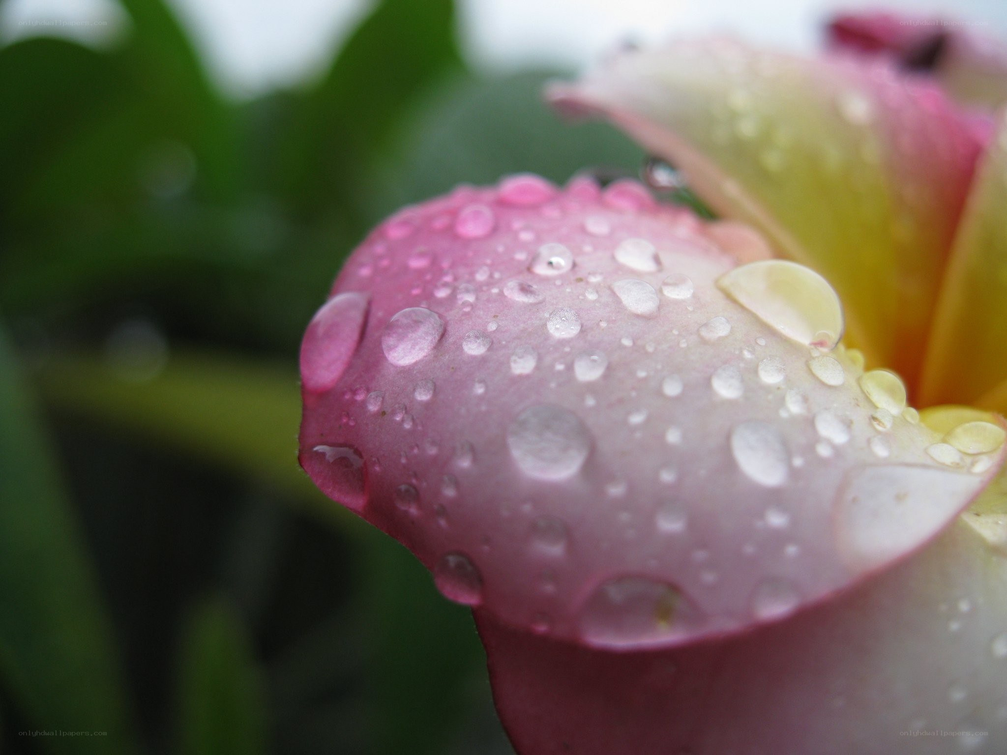 Raindrops on a pink flower