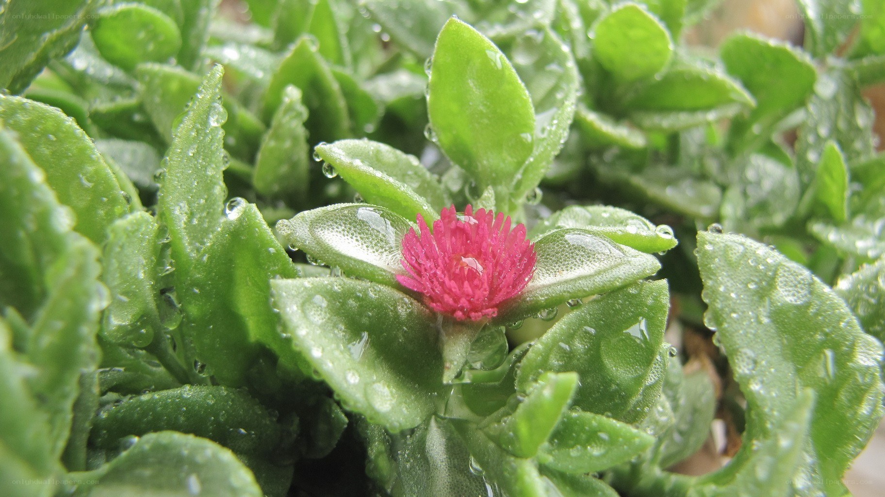 raindrops on a pink flower