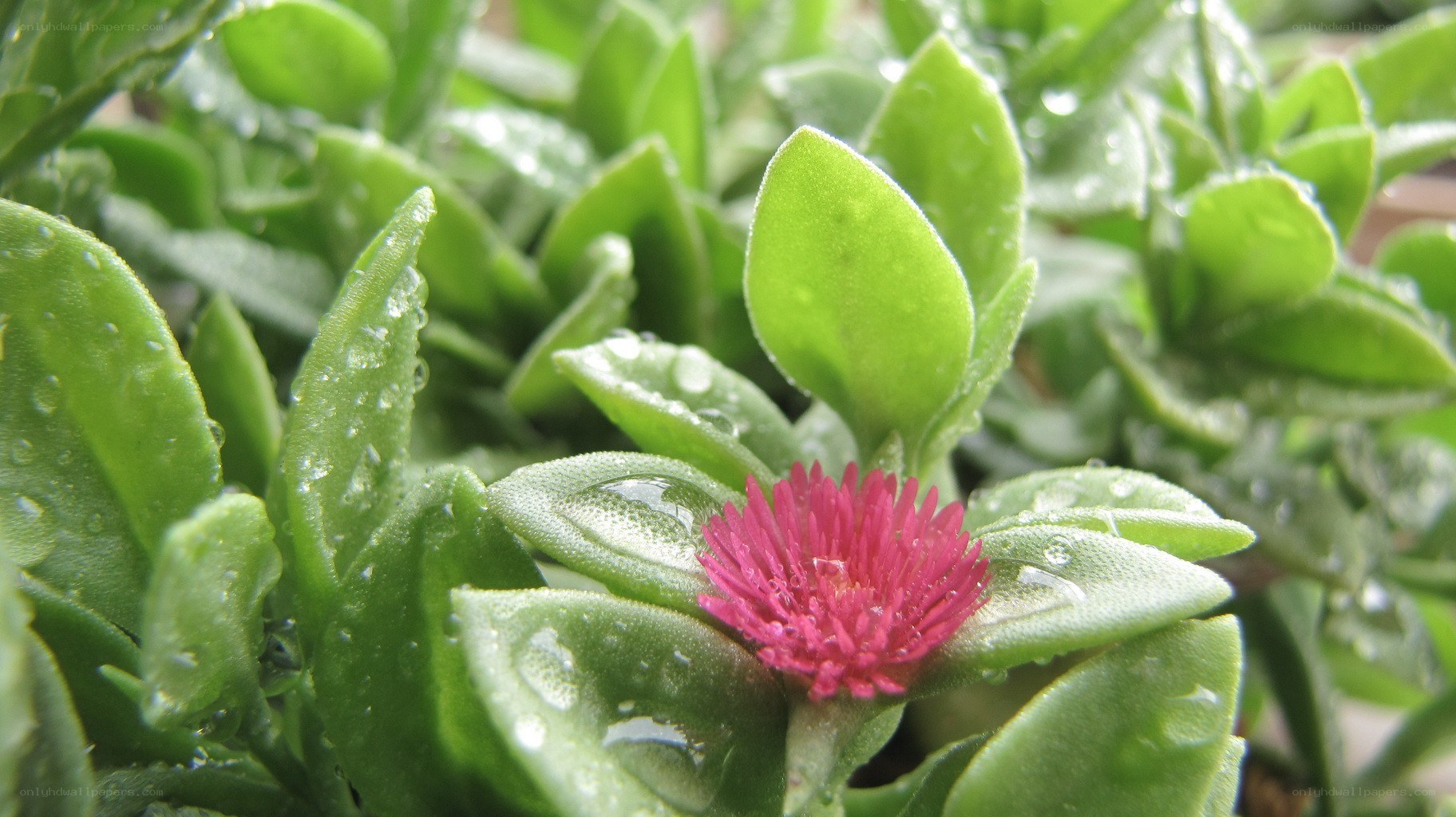 raindrops on a pink flower