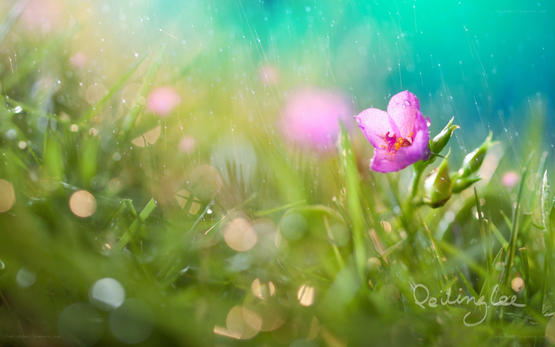 Raindrops on a pink flower