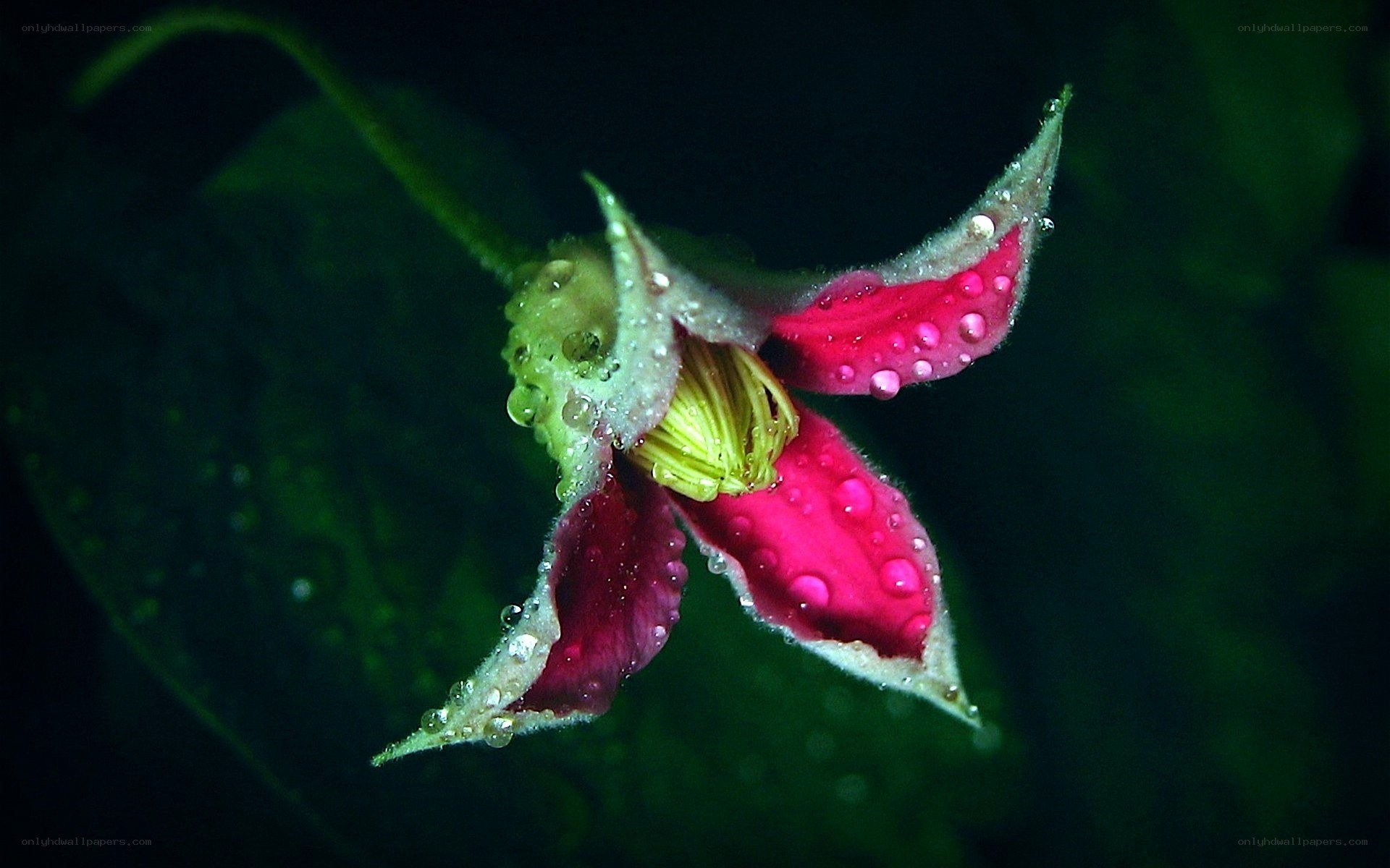 raindrops on a pink flower