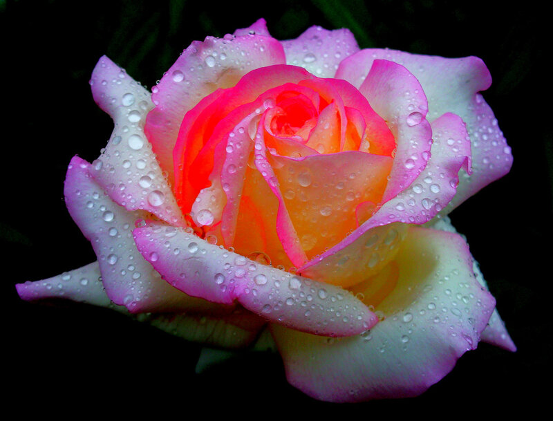 Raindrops on a pink rose