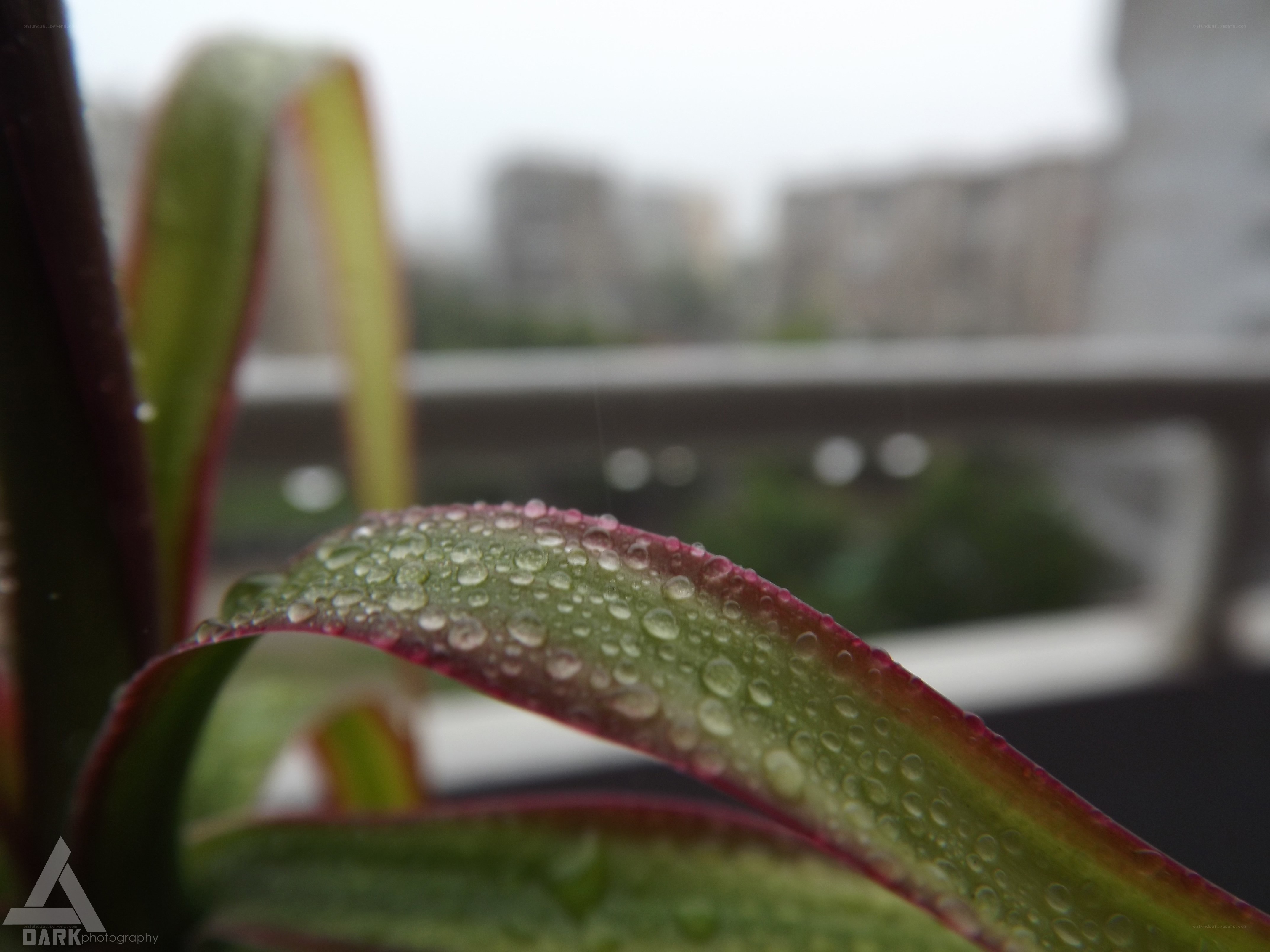 Raindrops on a plant leaf