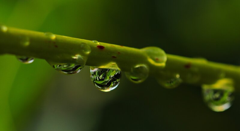 Raindrops on a Plant Stem
