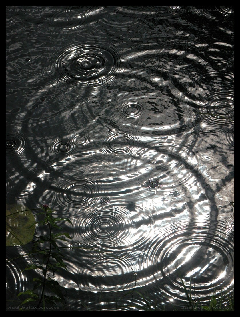 Raindrops on a pond surface
