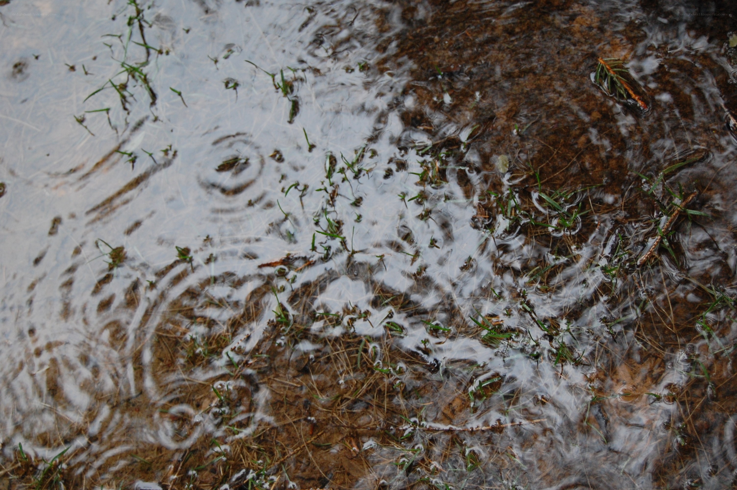raindrops on a puddle