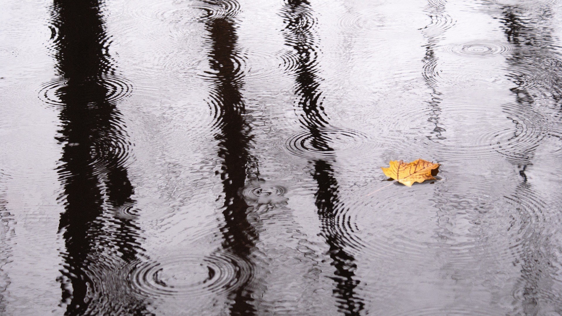 Raindrops on a puddle with leaf