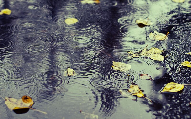 raindrops on a puddle with leaves